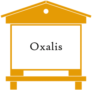 ruche-oxalis produit